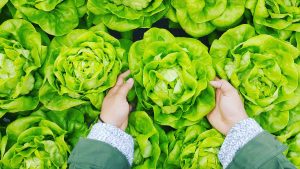 bebê pode comer salada?